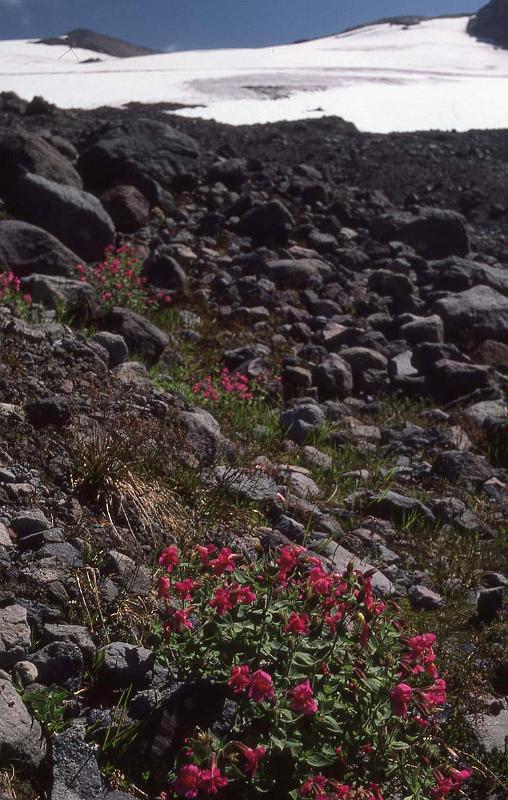 1984-032 Glacier Pk Aug-1984 03 Monkey Flower Near Camp.jpg